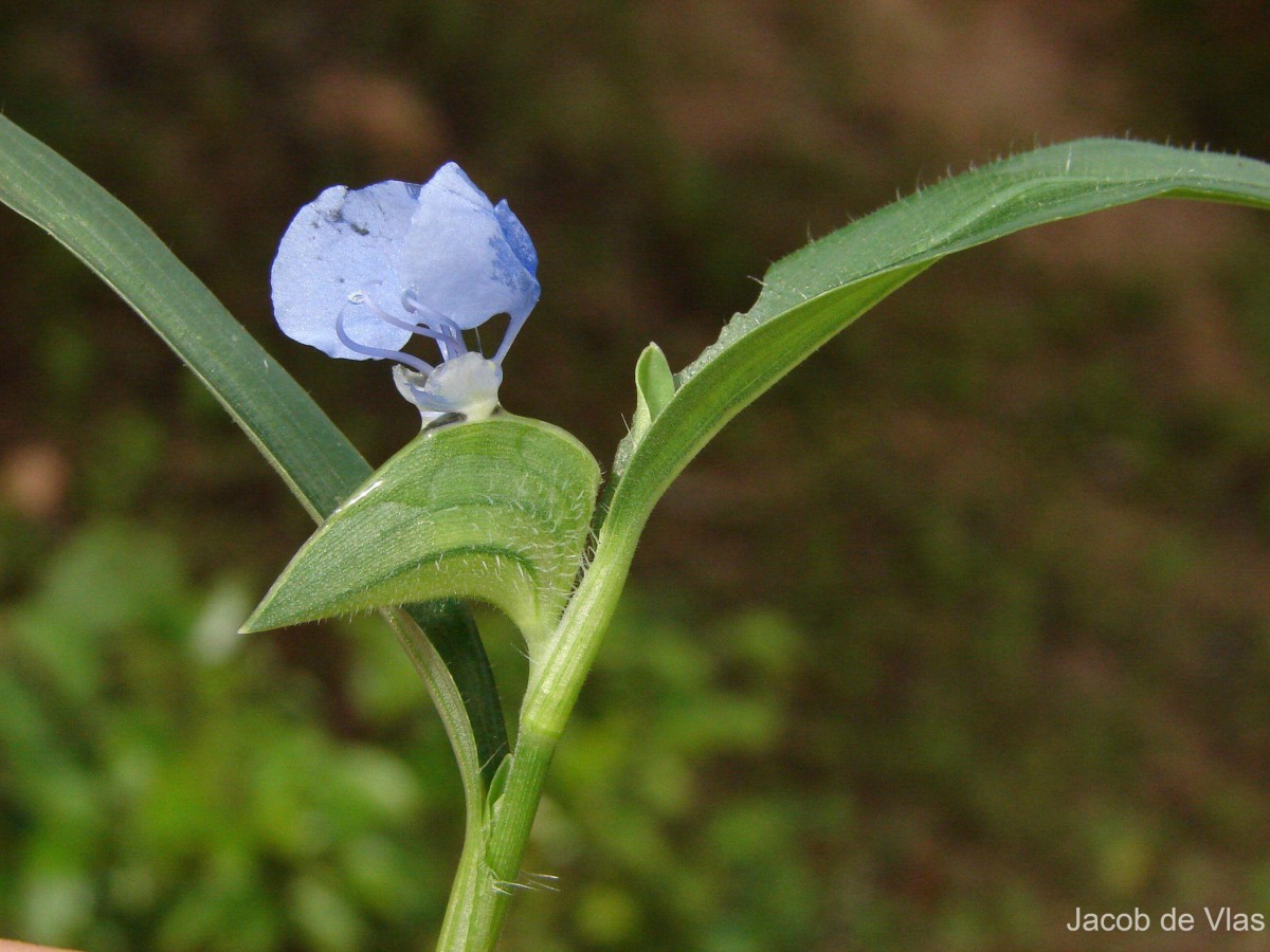 Commelina ensifolia R.Br.